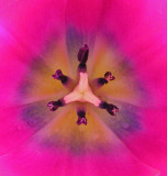 Tulip -U. Maine 5-21-11-pf.jpg