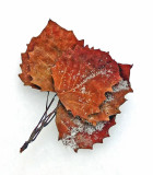 Leaves DeMeritt Forest 12-13-16-ed-pf.jpg