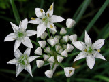 Garlic Chives 8-21-06-pf.jpg