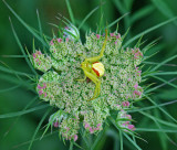 Flower Crab Spider- Penobscot River Trail b 7-17-11-ed-pf.jpg