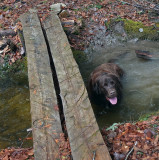 Kelley - Perch-Pond Trail  4-17-17.jpg