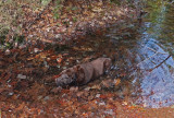 Kelley - DeMeritt Forest b 4-24-17.jpg