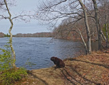 Kelley - Stillwater DeMeritt Forest b 4-24-17.jpg