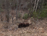 Kelley Glenburn Trails b 4-25-17.jpg