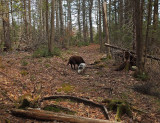 Cooper and Kelley Glenburn Trails d 4-25-17.jpg