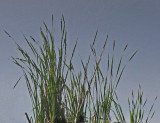 Reeds - Bangor Forest 6-22-11-pf.jpg