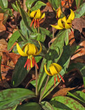Trout Lilies Kenduskeag Trail 5-3-17.jpg