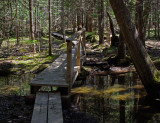 Trail Around Little Long Pond 5-4-17.jpg