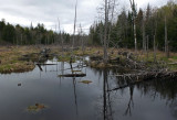 Small Pond at Perch Pond 5-12-17.jpg