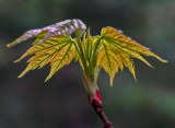 New Leaves  Perch Pond Trails  b  5-12-17.jpg