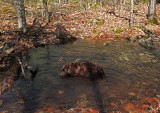 Kelley -  Partridge Pond Trail b  5-16-17.jpg