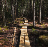 Harbor Brook Trail  5-18-17.jpg