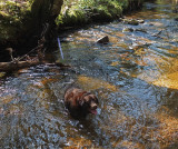 Kelley - Harbor Brook c 5-18-17.jpg