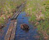 Kelley - Canoe Launch Northern Pond 5-20-17.jpg