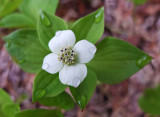 Bunchberry Perch Pond Trails 5-24-17.jpg