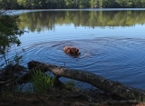 Kelley - Little River Trail 5-28-17.jpg