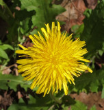 Dandelion Little River Trail 5-28-17.jpg