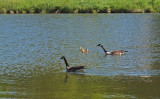 Geese Newman Hill - Hinds 5-30-17.jpg