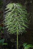 Plant Newman Hill - Hinds 5-30-17.jpg