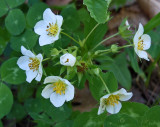 Wild Strawberries Newman Hill - Hinds 5-30-17.jpg