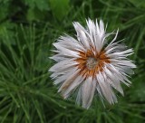wildflower City Forest 6-4-17.jpg