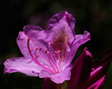 Rhododendron Garden 6-1-17.jpg
