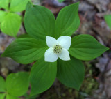 Bunchberry  Perch-Pond   6-8-17.jpg