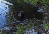 Kelley - Perch Pond   6-8-17 .jpg