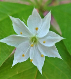 Wildflower Perch-Pond 6-8-17.jpg