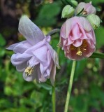 Flowers Garden 6-7-17-pf.jpg
