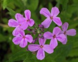 Wildflowers  Stillwater River Trail b 6-6-17-pf .jpg