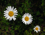 Daisies Trail Along Kenduskeg 6-12-17.jpg
