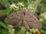 Moth - Loop Trail - Walden 9-11-13-pf.jpg