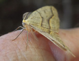 Moth - Fitts Pond b 9-4-13-pf.jpg