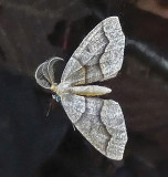 Moth - Fitts Pond 9-4-13-pf.jpg