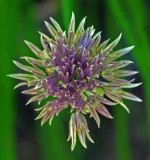 Chive Garden 6-15-17-pf.jpg