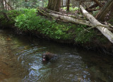 Kelley - Harbor Brook c 6-15-17.jpg