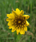 Wildflower  Essex Woods 6-17-17.jpg