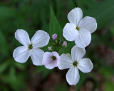 Wildflowers Trail Along Kenduskeg b 6-12-17-pf.jpg