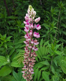 Lupine Newman Hill - Hinds 6-18-17.jpg