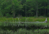 Canon Brook Trail b 8-5-10-pf.jpg
