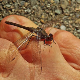 Dragonfly - Garden b 9-8-11-pf.jpg