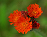 Hawkweed Neighborhood 6-23-17.jpg
