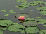 Water Lily Little Long Pond 7-17-12-ed.jpg