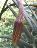S. grandiflorus 6-26-08.jpg