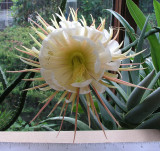 S. grandiflorus 7.50 PM 6-25-08.jpg