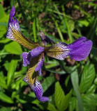 Wild Iris  Little Long Pond 6-25-17.jpg