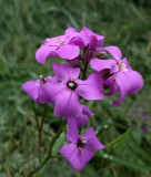 Wildflowers  Essex Woods c  6-17-17-pf.jpg