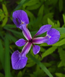 Wild Iris at Stillwater River 6-27-17.jpg