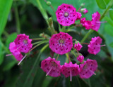 Wildflowers at Stillwater River 6-27-17.jpg